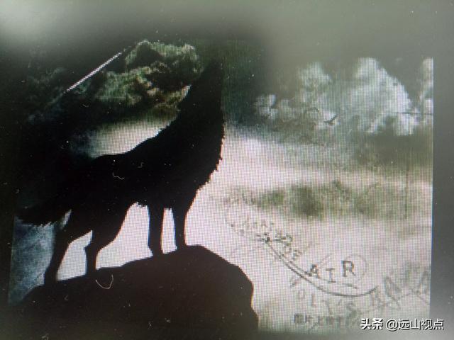 夜晚山上灵异事件:夜路异事一一你走夜路遇见过野物吗？
