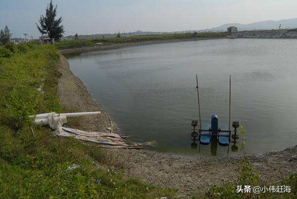 日本对虾红体治疗方法:白对虾养殖中期水色浑浊怎么处理？