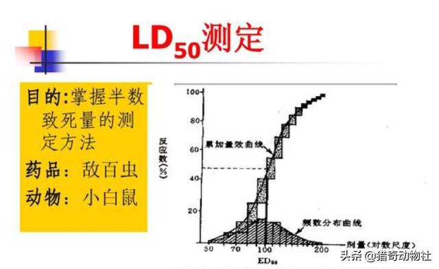 蜜獾vs眼镜王蛇:在农村过山峰和五步蛇如果打起来，谁更厉害？