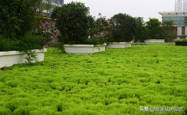 我家住在顶楼，最近想在楼顶搞一个空中花园，能否请大家提供好思路？插图1