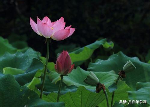 荷花的最高境界是什么？