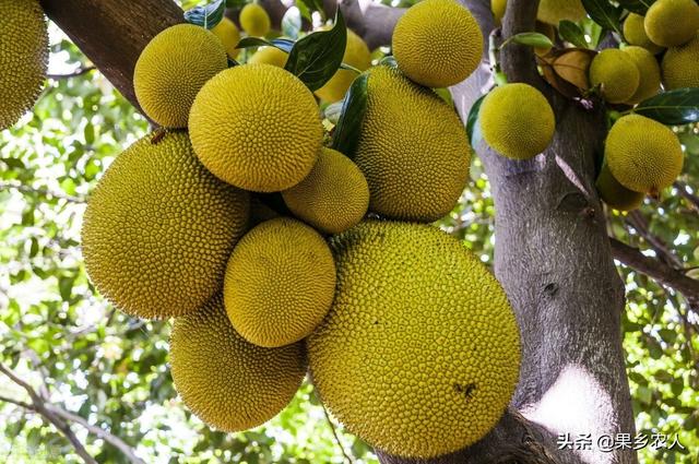为什么不要采摘街边的木菠萝，菠萝蜜成熟季节，为什么农民留在树上烂掉，也不挑去集市售卖