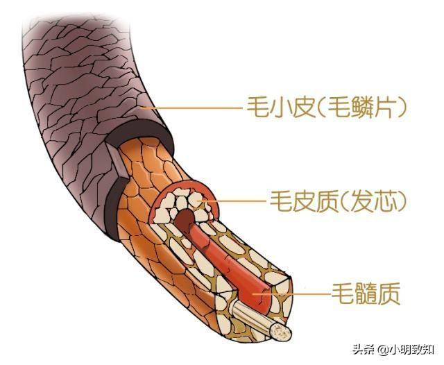 古特雷斯警告给了世界一记警钟，为什么说长白头发是你身体发出的警告