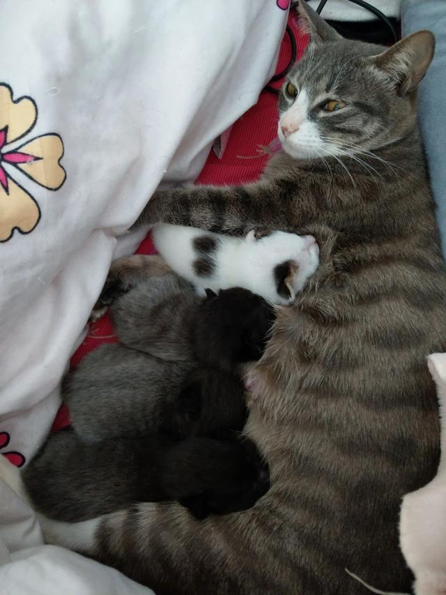 日本截尾猫会藏多久才出来:猫生小猫躲起来多久才会出来？怎么办？
