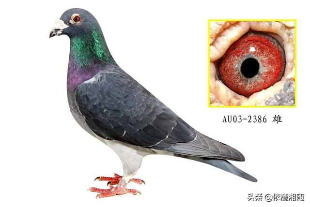 肠虫清能直接喂鸽子吗，盐酸左旋咪唑片给鸽子吃多少量才好