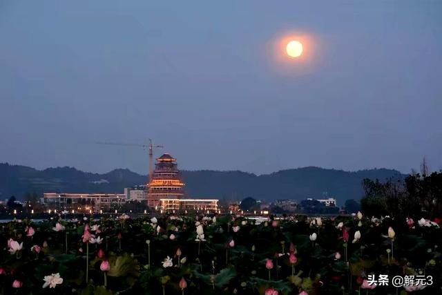 野生鸟类图片大全:如何拍野生鸟、夜景、花卉、月亮、晚霞？