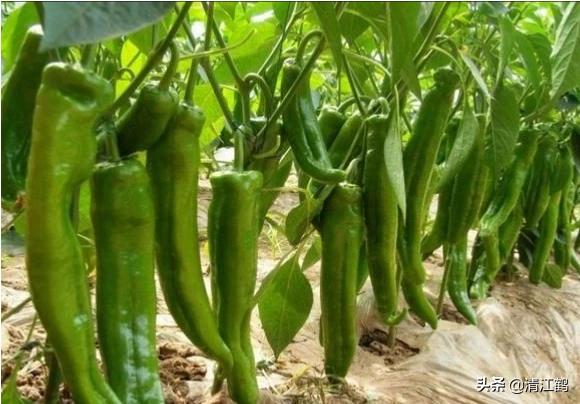 果实软腐病:引起果实软腐病的病菌 辣椒夏季大量烂果怎么回事？