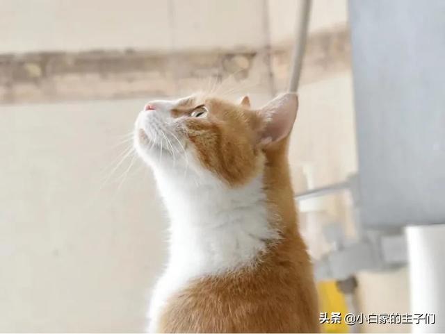 猫咪脾气不好怎么办:猫咪不愿意使用猫砂，是不是闹脾气了？款式选对了吗？