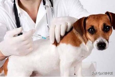 幼犬疫苗怎么打:刚带回家的狗狗什么时候打疫苗？