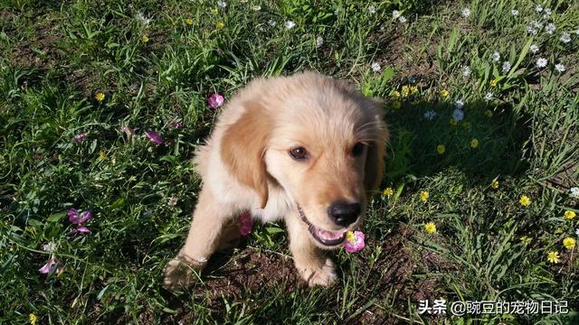 捡到一只流浪狗很爱喝水:路边捡了一只狗狗，要不要留？