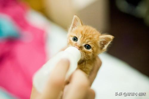辅猫吧:家里人不让养猫了怎么办？