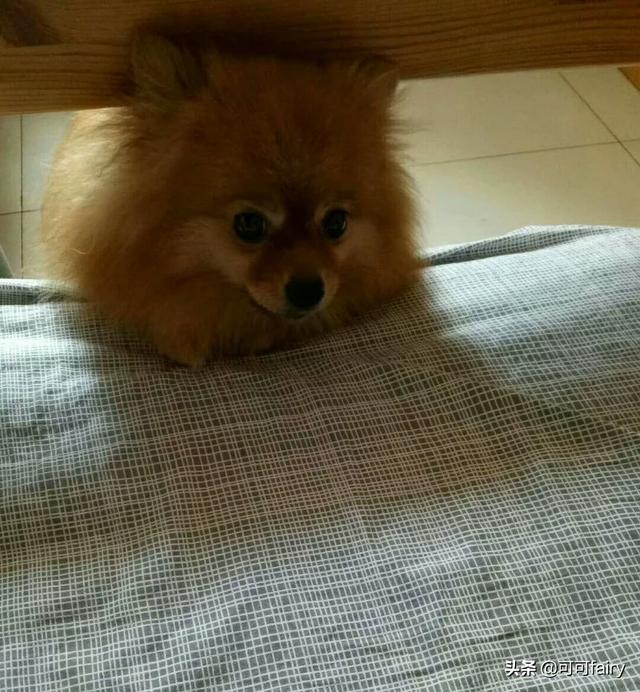 小型宠物犬种类图片:中小型犬有哪些，比较典型的宠物犬？