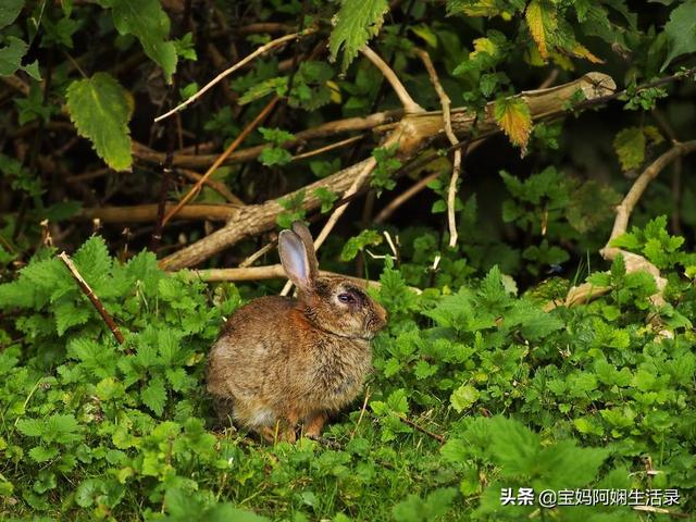 比利时兔养殖场:野兔养殖风险如何？真的是骗人的吗？