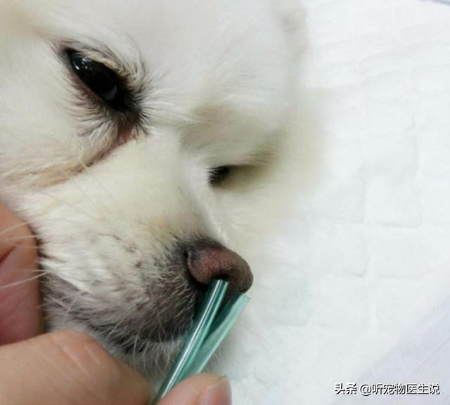 如何治疗仔犬低血糖症:犬低血糖症状怎么治疗 宠物狗得了低血糖有什么症状？