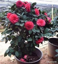 茶花缺水严重落叶怎么补救