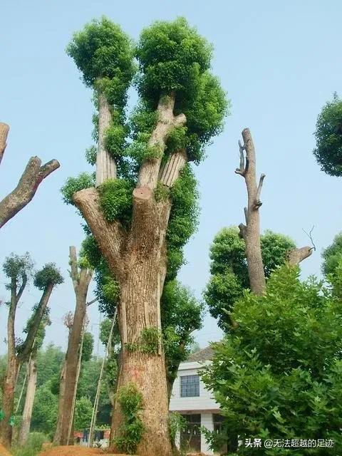 桢楠树是国家保护树:香樟树是不是国家保护植物？