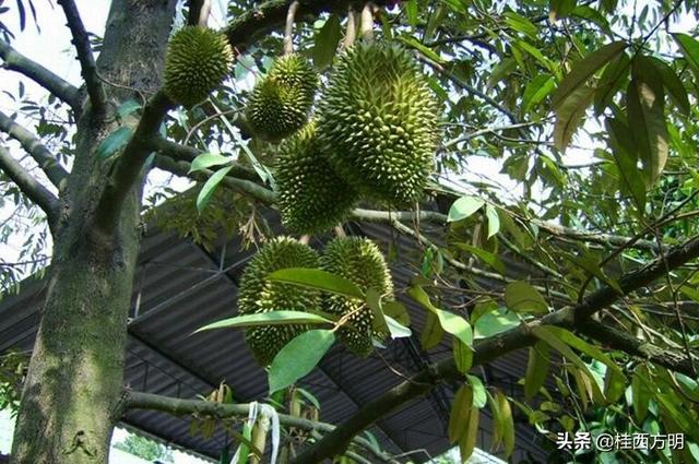 头条问答 - 榴莲那么贵,在北方大棚里面可以种植榴莲么?(21个回答)