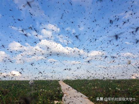 基因改造蚊子，人类能不能把蚊子灭绝掉？