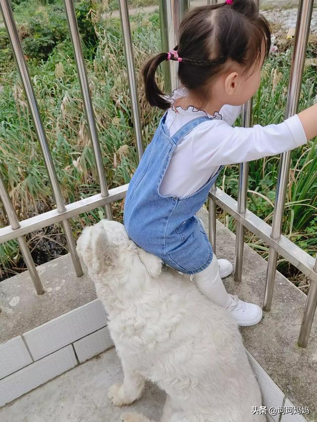 如何与宠物安全相处:宠物与宝宝该怎么去相处？ 如何与宠物相处安全教案