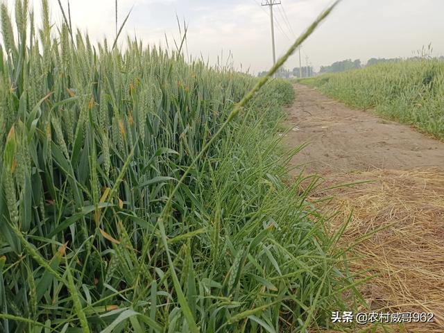 优先能打住多花黑麦草吗:麦田中的恶性雀麦草和多花黑麦草怎样治？