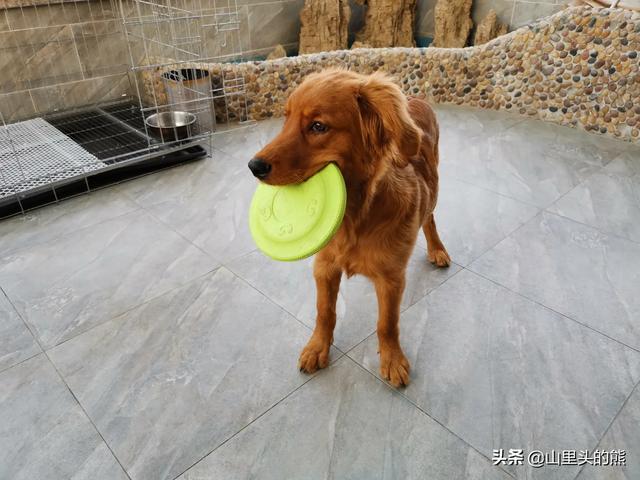 幼犬养狗注意事项:新手第一次养狗，如何喂养两个月的幼犬？