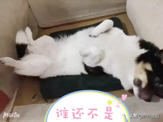关于狗狗的感人故事:你知道哪些流浪狗狗最感人的故事？ 关于狗狗的感人故事200