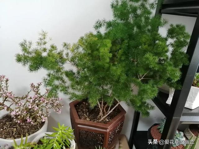 花叶芋根结线虫病:土壤里生了根线虫，该怎么办？