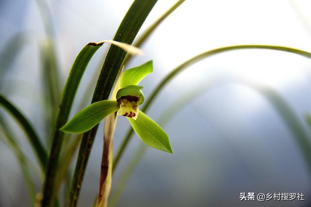 兰花鼠尾草习性:新手入门选兰花，是养普草还是养传统草更好？