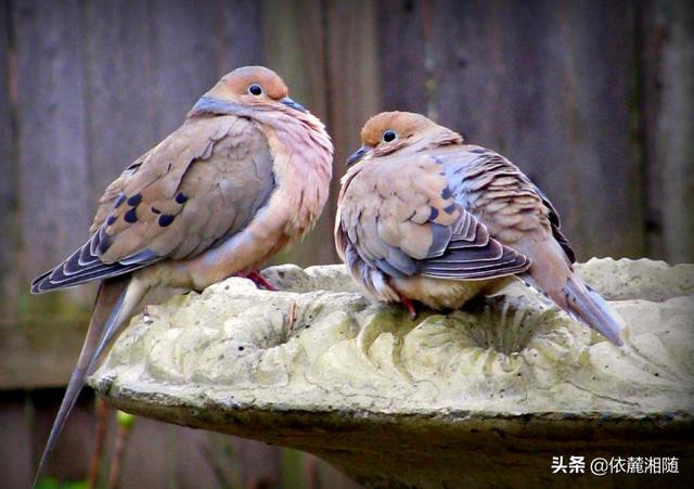 斑鸠的祖先是什么鸟，斑鸠和鸽子是否可以自然杂交出好鸽子品种