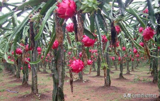 沙漠什么动物吃仙人掌:据说在沙漠里渴了可以吃仙人掌的肉来解渴，不会中毒吗？