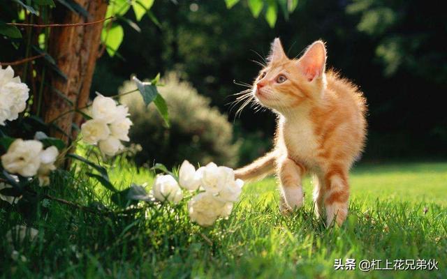 猫咪咕噜咕噜叫的原因:猫咪从早到晚一直咕噜是不是生病了？