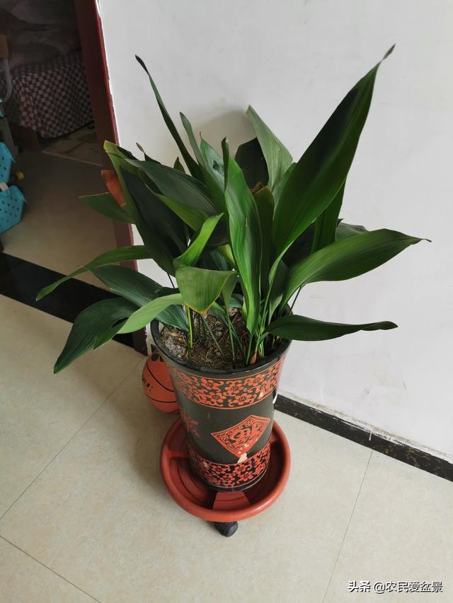 室内最好的观赏植物:十大室内观赏植物 请问家里养什么植物最好，并且好养活的？