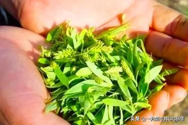 农村里的柳树芽可以用来做什么？能吃吗？