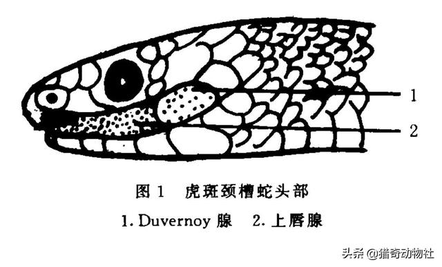 虎斑颈槽蛇为什么喜欢下水？