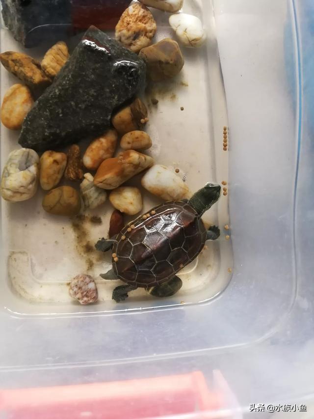 甜甜圈龟:巴西龟能和草龟放在一起养吗？