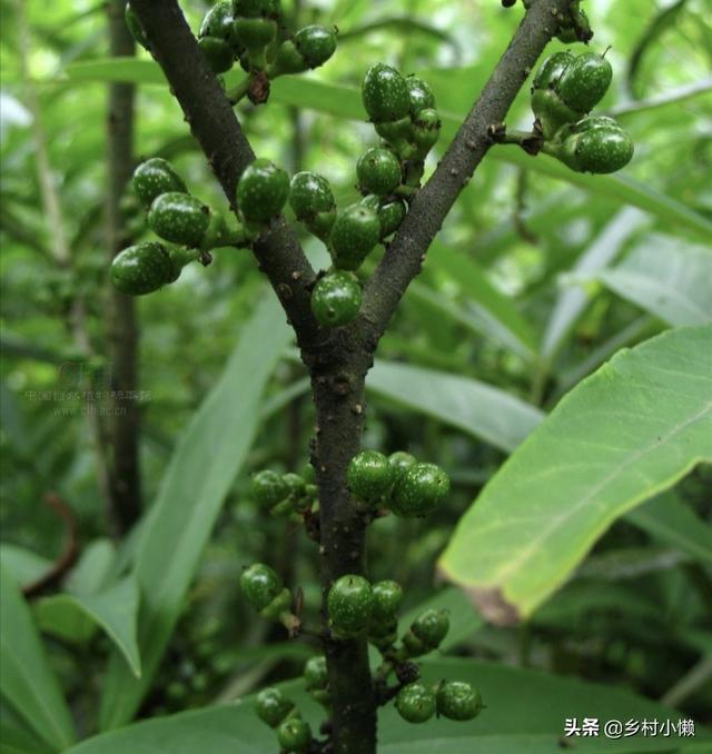 什么食品可以放10年以上还可以吃？插图58