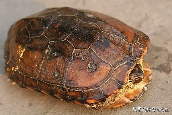 鹅的寿命:农村家里养的鹅，最大可以养到多少斤？
