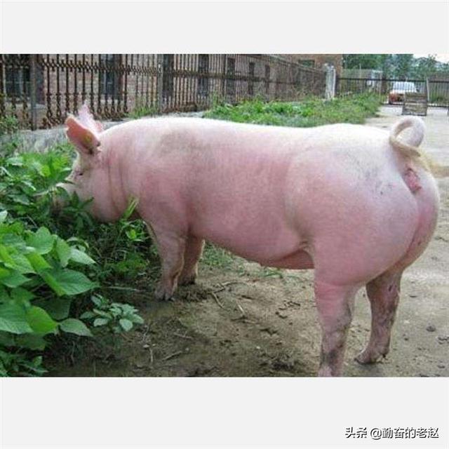 斯格配套系猪品种:体型猪和普通猪有什么区别？