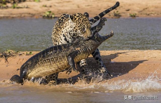 猛兽大对决湾鳄vs白鲨:猛兽大对决湾鳄vs大白鲨 陆地肉食动物排名靠前的都有哪些？