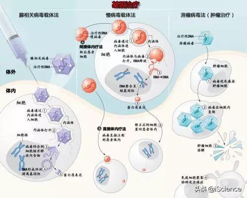 体细胞治疗:能彻底治愈癌症的基因编辑技术，是否会改写人类未来？