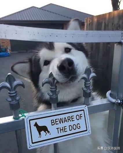 超级狗狗图片:写着“内有恶犬”、实际却是萌犬的图片有哪些？你最喜欢哪些呢？ 播放超级狗狗图片