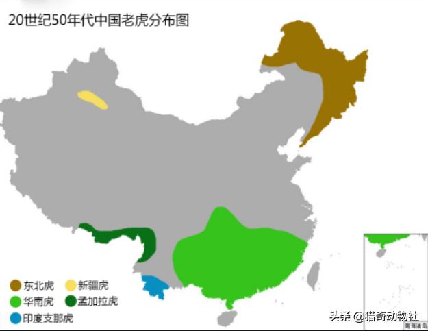 东北虎的资料卡片:大兴安岭森林中有老虎吗？