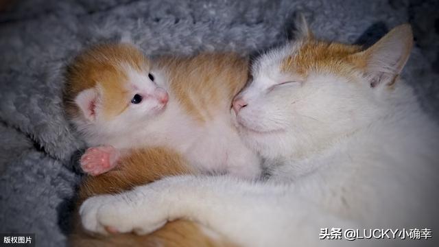 宠物医生手册免费阅读:10个月猫咪怀孕怎么办？