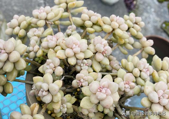 车永莉:丸叶姬秋丽长出好多花剑怎么办？