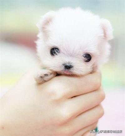 世界上最小的狗多少元:有没有比马尔济斯犬还贵的小型宠物犬？
