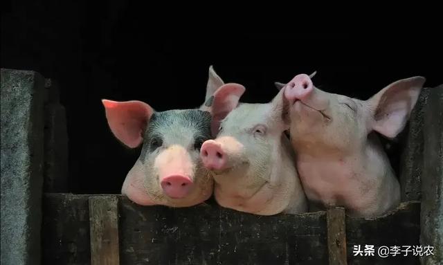 猪价猪肉持续下跌，2021年养猪行情如何