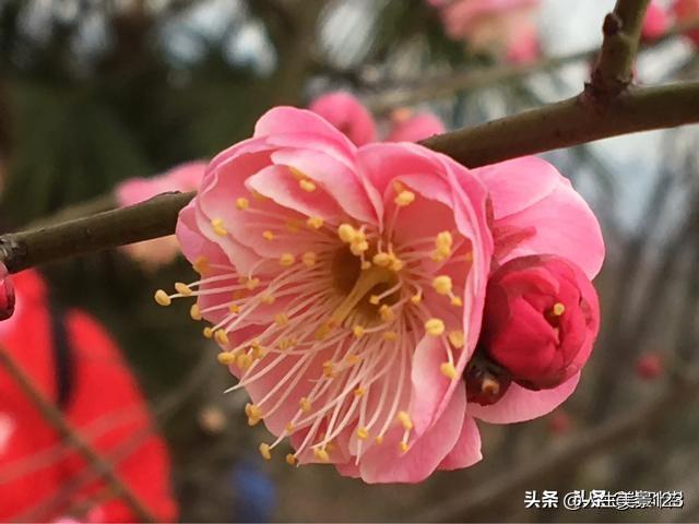 来自星川彼岸35:未婚夫谎报学历、工作经历，彩礼方面不诚实，该结婚吗？