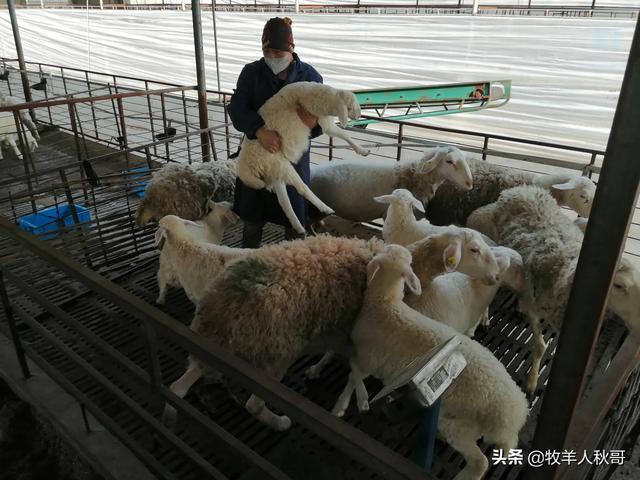 山羊尿结石最佳治疗方法:小羊羔尿不出来打什么针好？