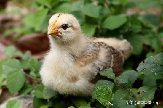 刚孵出来的小鸡怎么养,人工孵化出来的小鸡该怎样养？