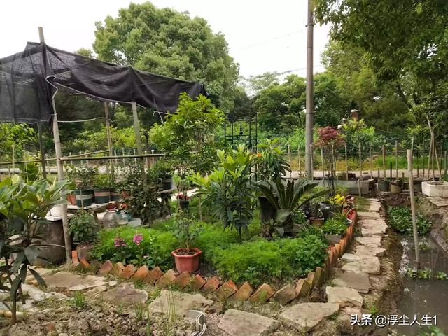 怎么做院子围墙又便宜又好看？插图85